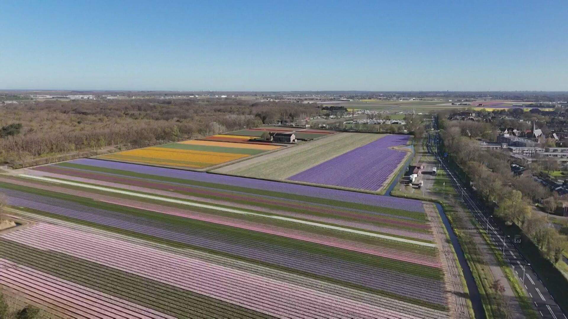 TV3 Žinios. Vaizdas lyg iš pasakos – žemę nudažė milijonai tulpių ir ...